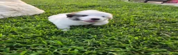 Great Pyrenees dogs for sale: Spot - Ad 5
