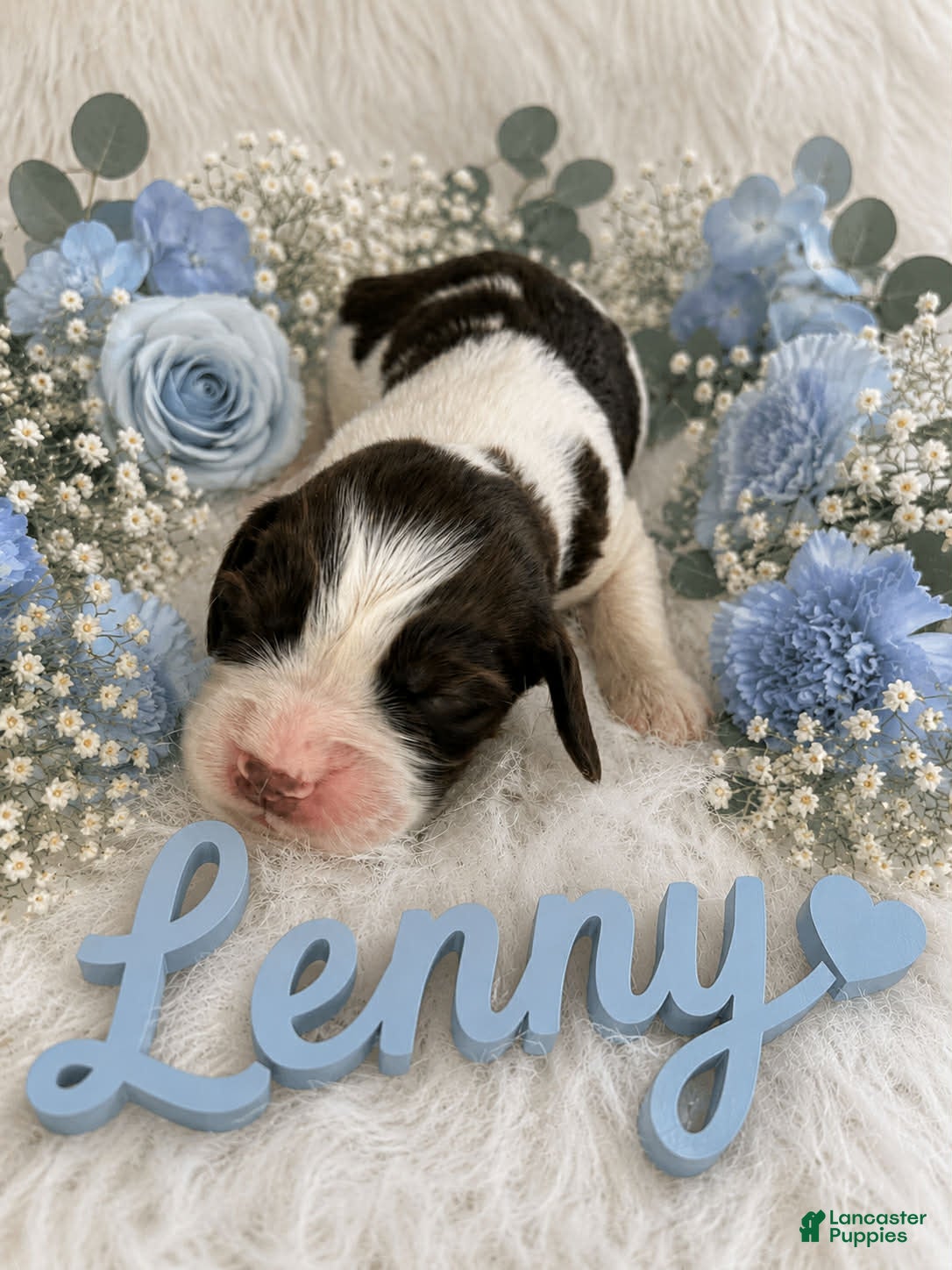 English Springer Spaniel dogs Lenny - Ad 30