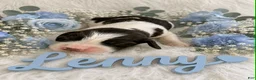 English Springer Spaniel dogs for sale: Lenny - Ad 1