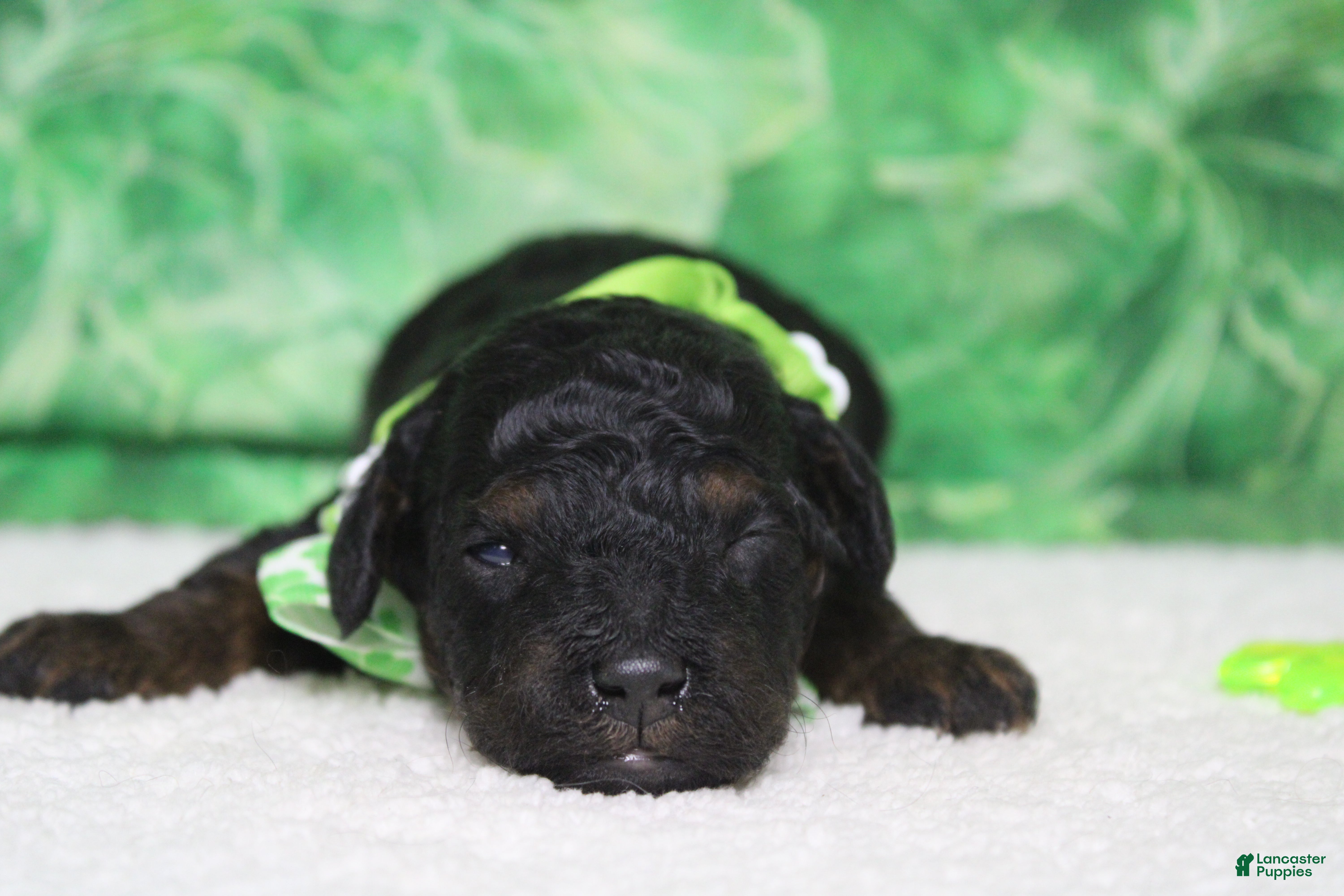 Toy Poodle dogs Charlie - Ad 31