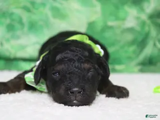 Toy Poodle dogs Charlie - Ad 31