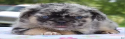 Mixed Breed dogs for sale: Ruby blue eyes merle - Ad 3