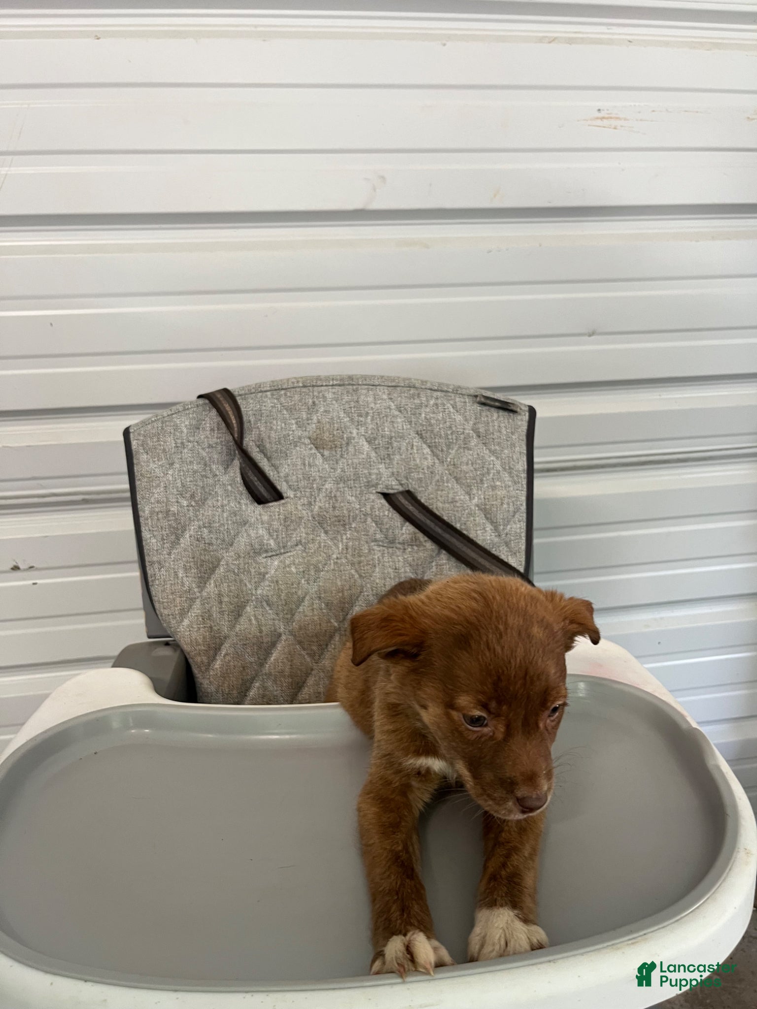 Golden Shepherd dogs Nala - Ad 1