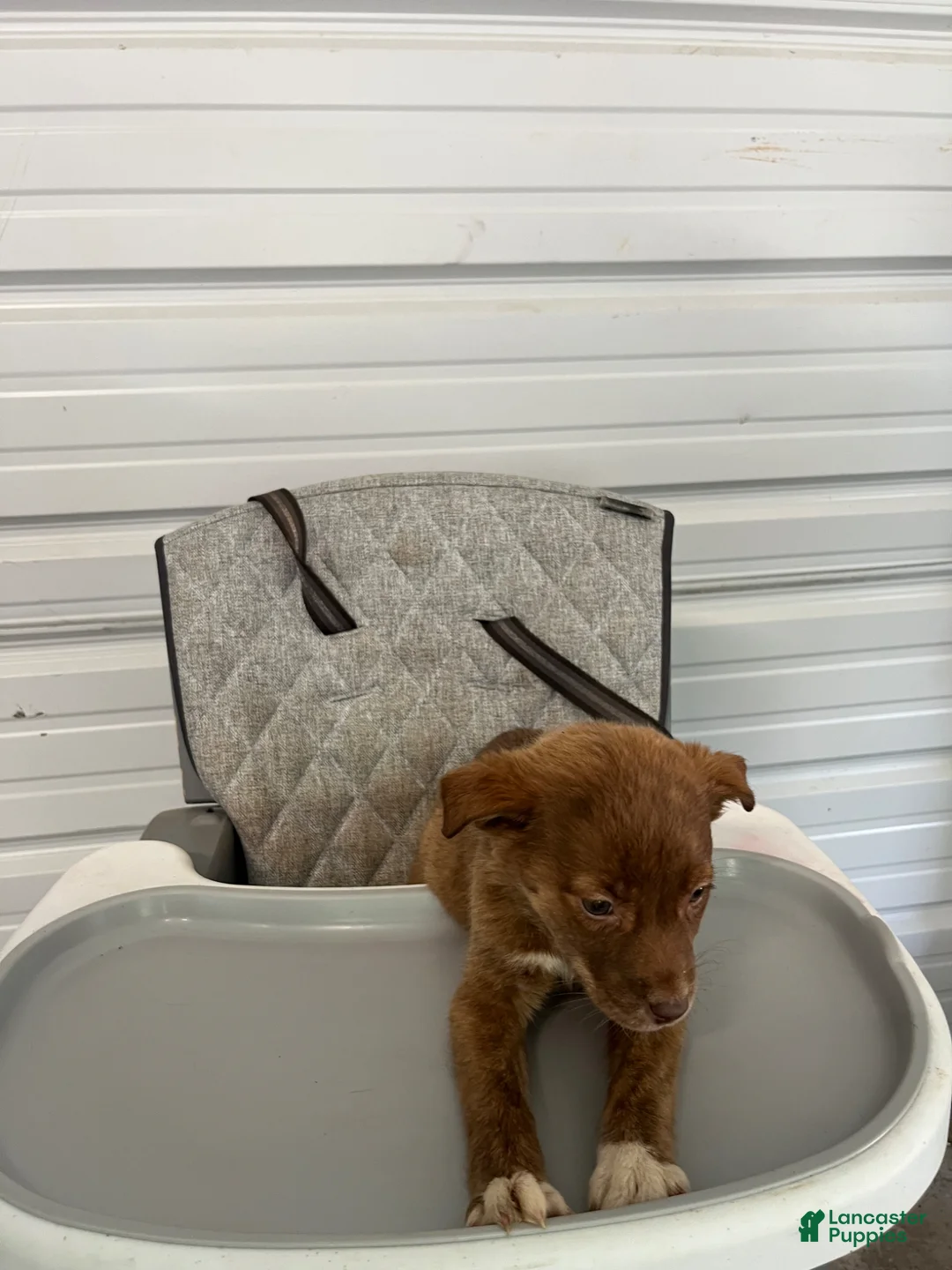 Golden Shepherd dogs for sale: Nala - Ad 1