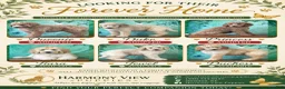 Goldendoodle dogs for sale: Duchess - Ad 8