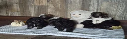 Shihpoo dogs for sale: Allie - Ad 8