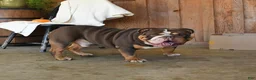 English Bulldog dogs for sale: Pumpkin - Ad 7