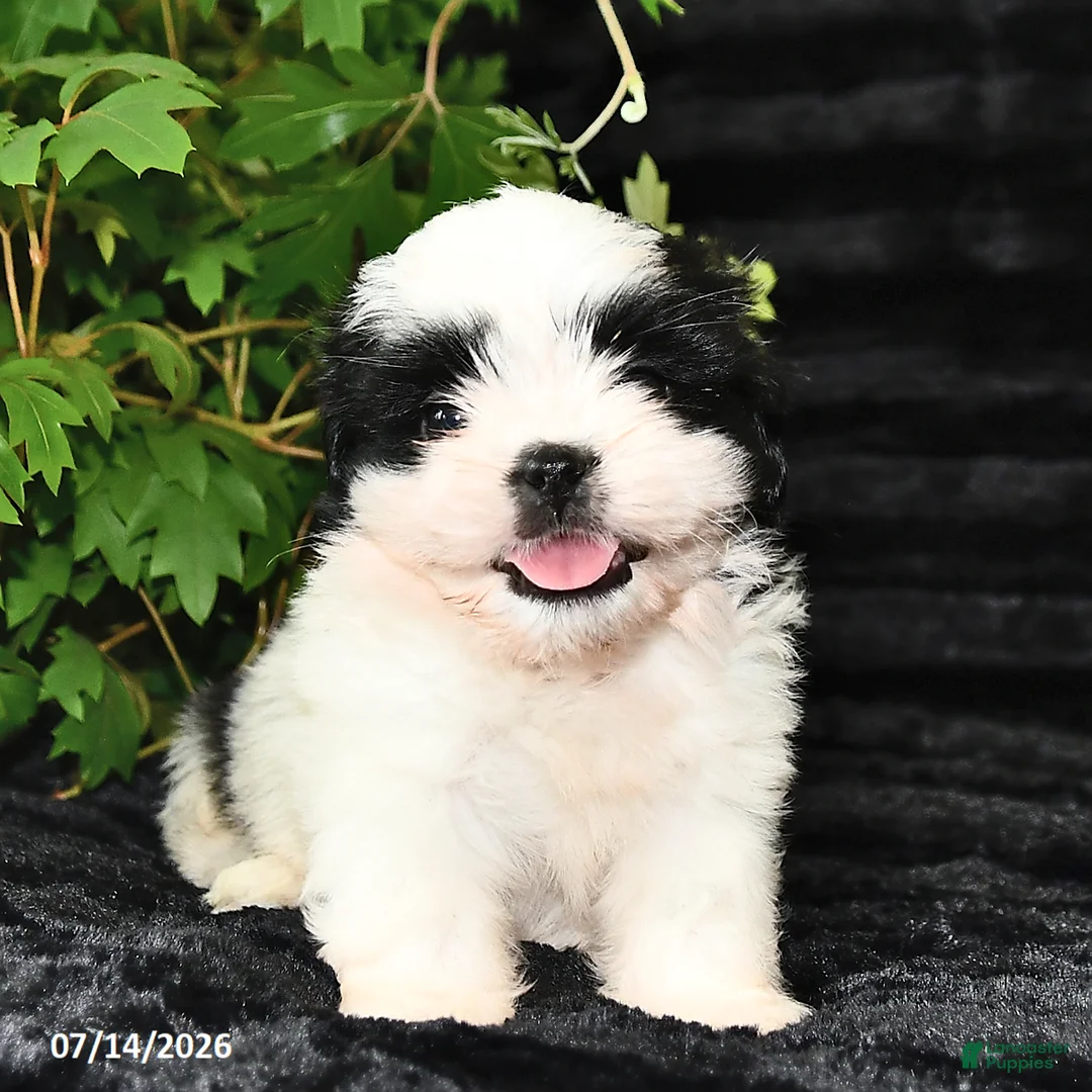Shih Tzu dogs for sale: Ditsy - Ad 1