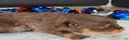 Pomeranian dogs for sale: Pepper's Blame It On The Boogie - "Boogie" - Ad 29