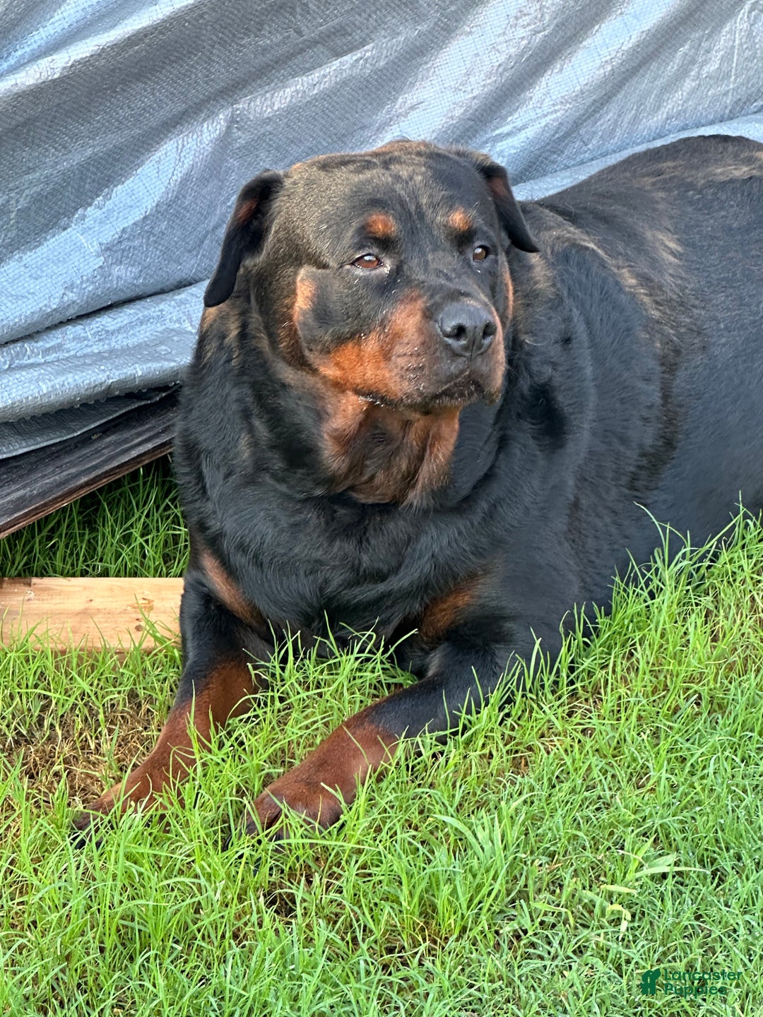 Rottweiler dogs for sale: Rottweiler Puppy 7 - Ad 1