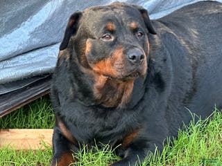 Rottweiler dogs Rottweiler Puppy 7 - Ad 38