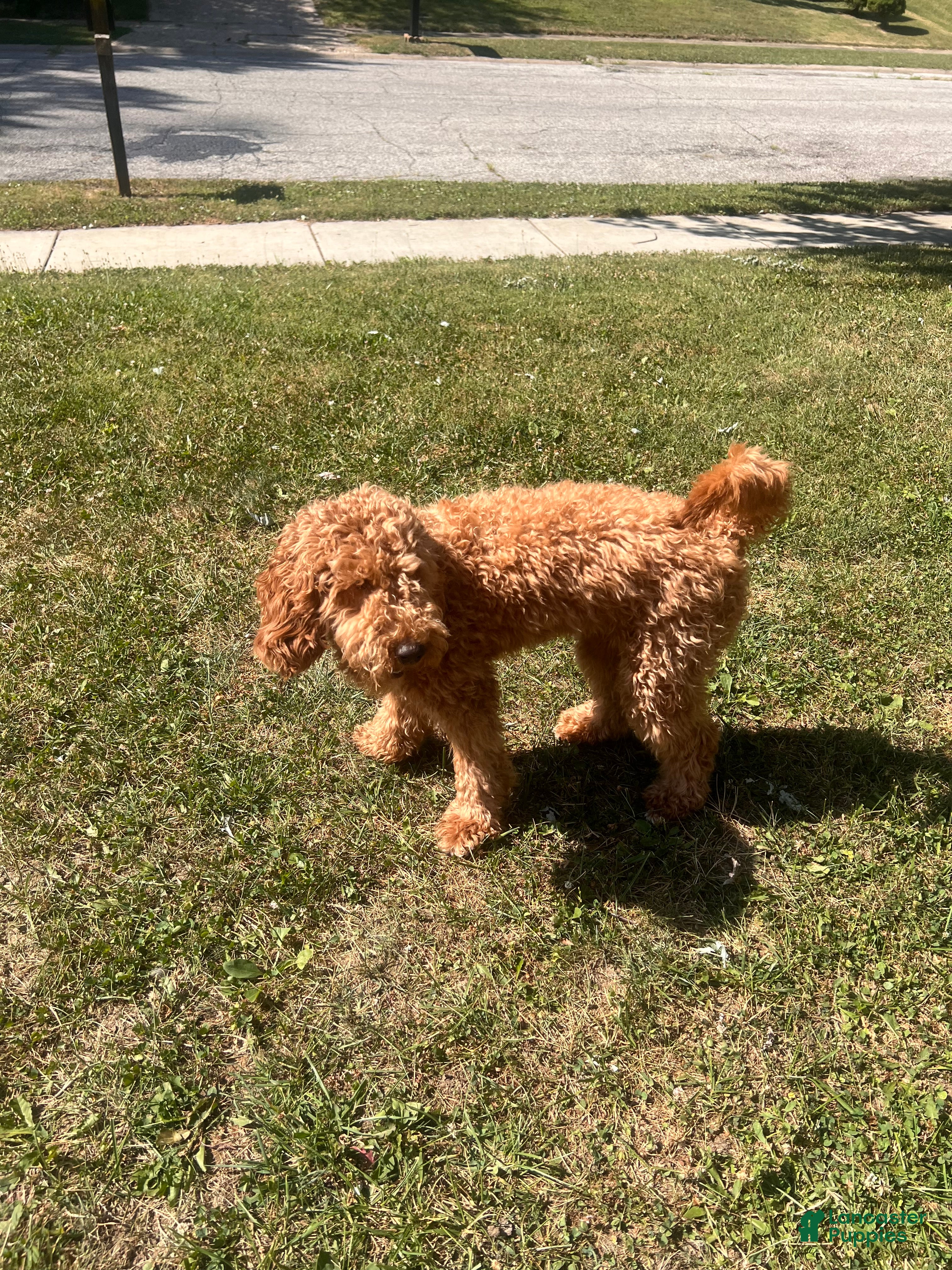 Goldendoodle dogs Goldendoodle 1 - Ad 24