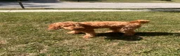 Goldendoodle dogs for sale: Goldendoodle 1 - Ad 1