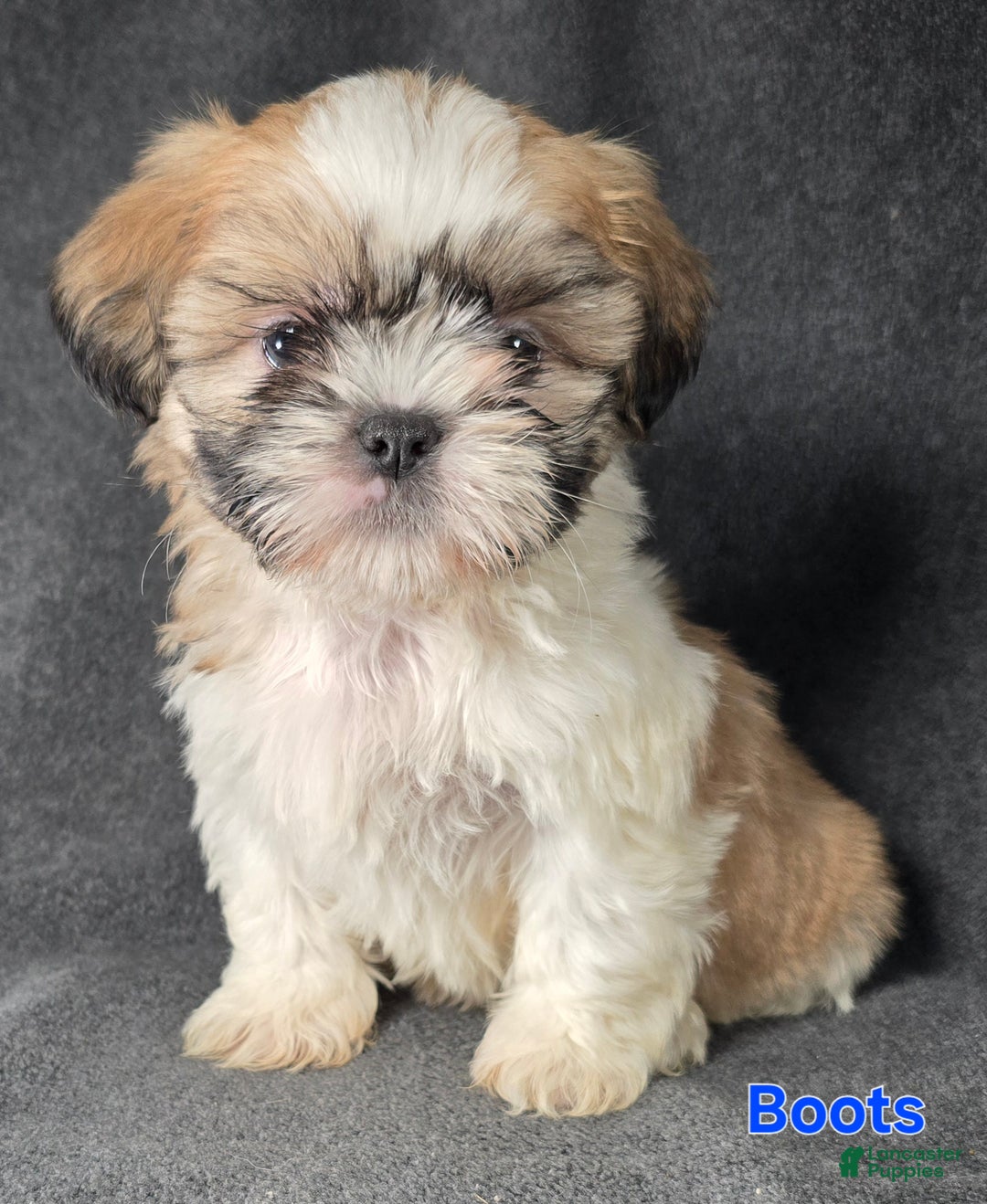 Shih Tzu dogs for sale: Boots - Ad 2
