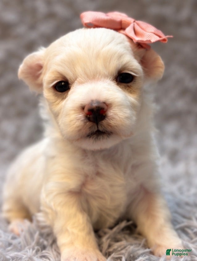 Maltese dogs Daisy  - Ad 7