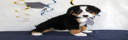 Bernese Mountain Dog dogs for sale: Major - Ad 2