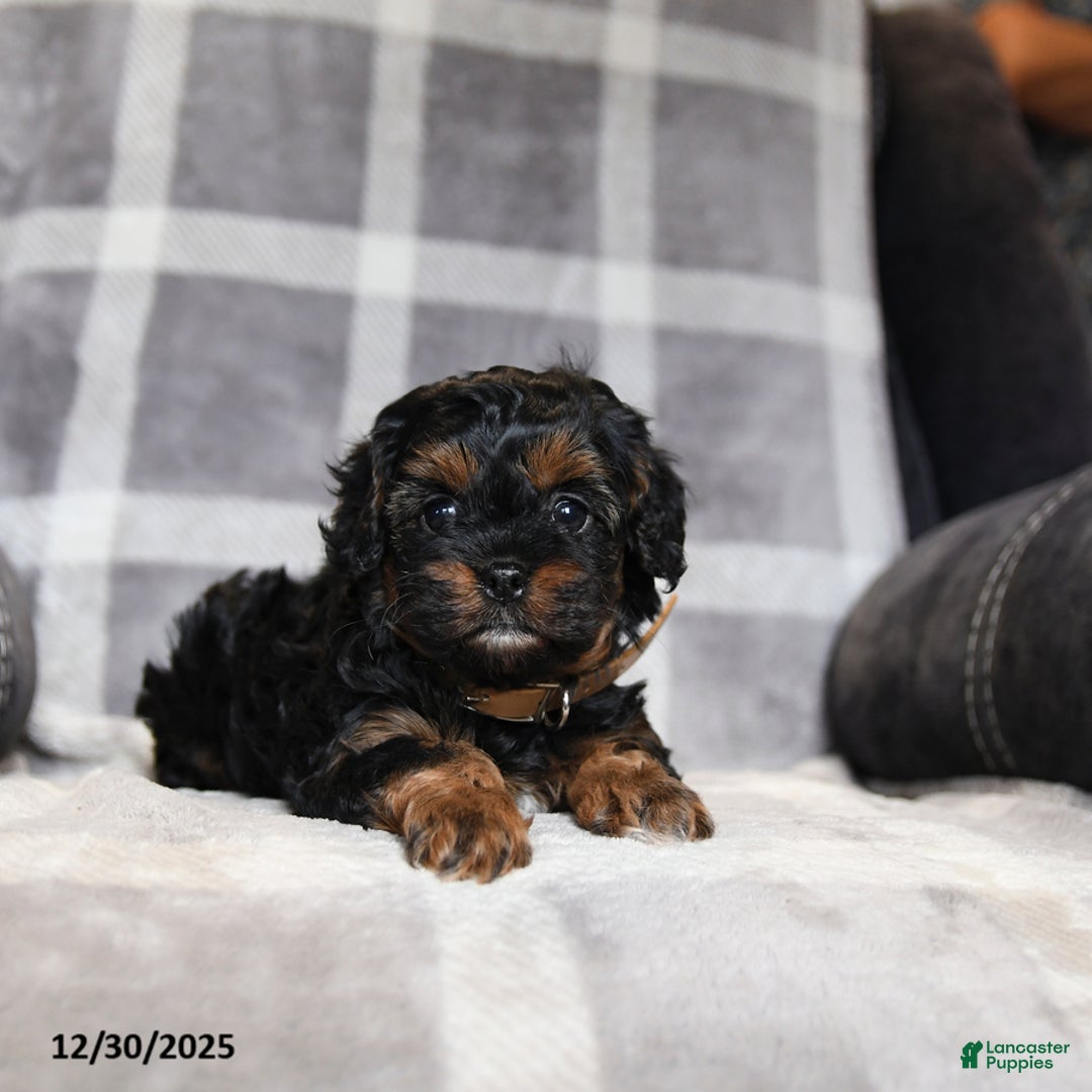 Cavapoo dogs for sale: Raven - Ad 3