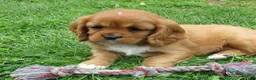 Cavalier King Charles Spaniel dogs for sale: Chloe - Ad 4