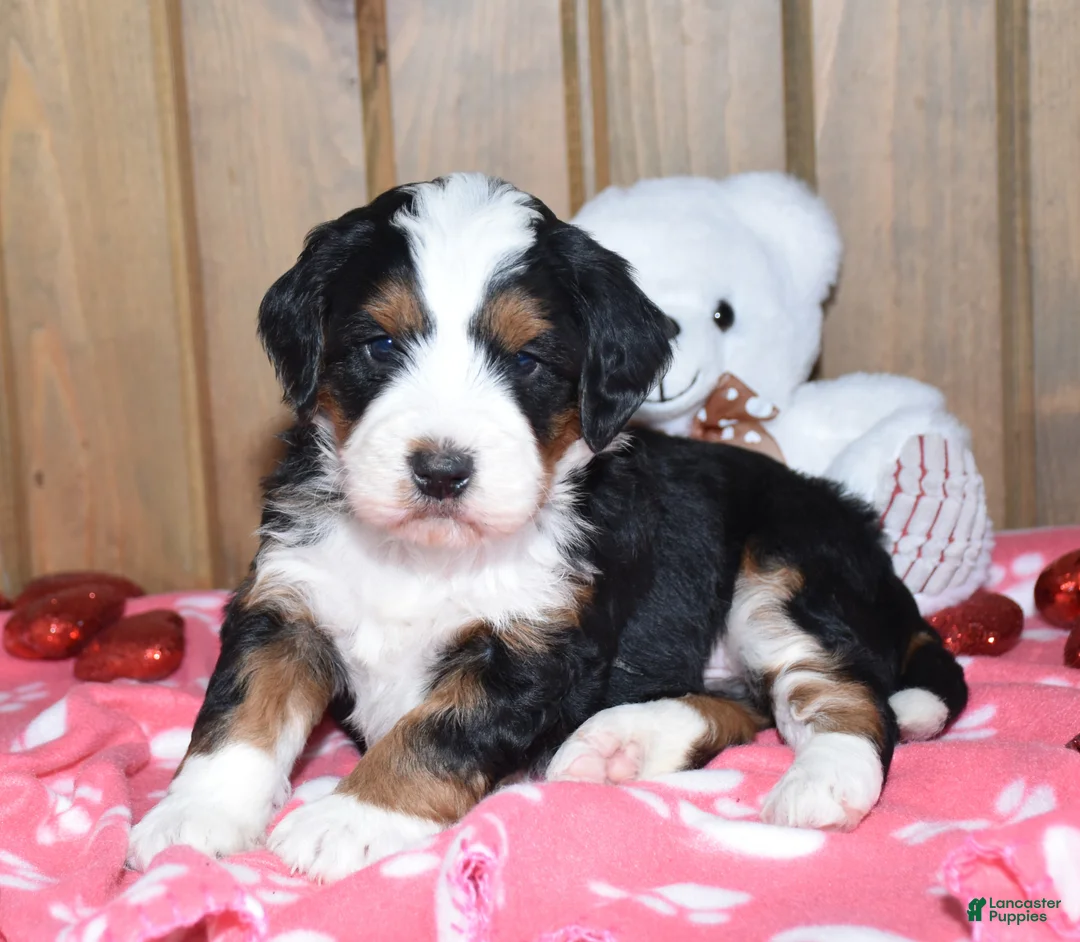 Mini Bernedoodle dogs for sale: Marley - Ad 4