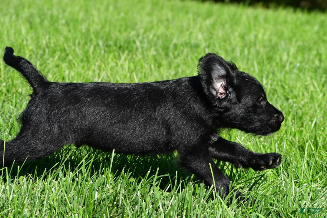 Labradoodle dogs for sale: Leo - Ad 2