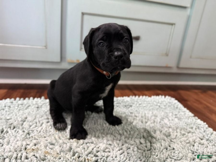 Cane Corso dogs Olive - Ad 2