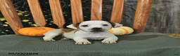 Jack Russell Terrier dogs for sale: Fawn - Ad 4