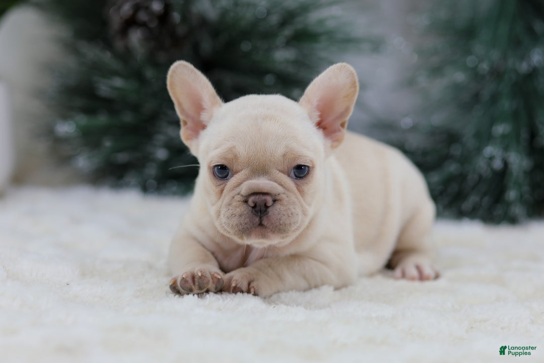 French Bulldog dogs for sale: Mary - Ad 1