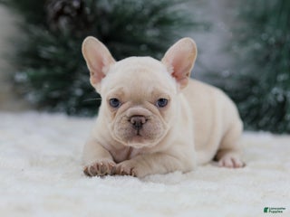 French Bulldog dogs Mary - Ad 4