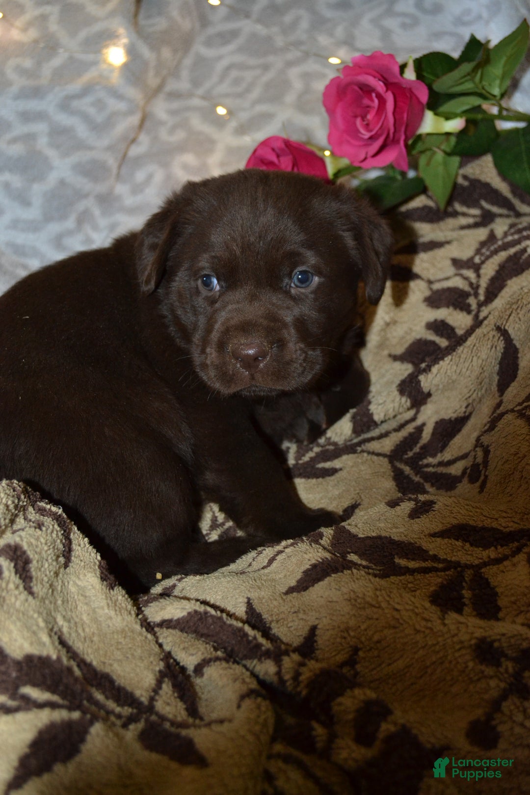 Labrador Retriever dogs for sale: Margie - Ad 2