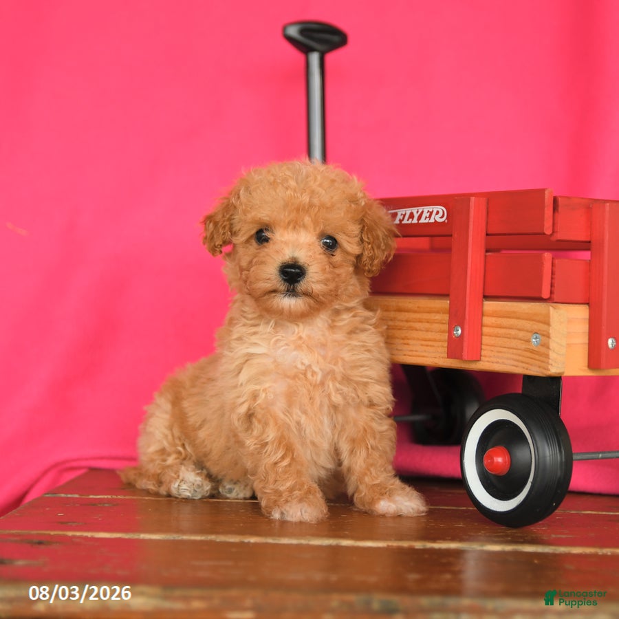Maltipoo dogs Ozzy - Ad 2