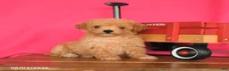 Maltipoo dogs for sale: Ozzy - Ad 2