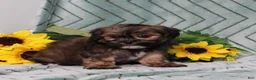 Teddy Bear dogs for sale: BJs Fritz - Ad 3