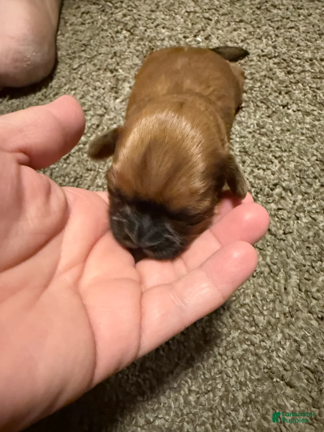 Shih Tzu dogs for sale: Jack - Ad 3