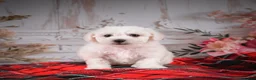 Bichon Frise dogs for sale: AKC-Maisy - Ad 5