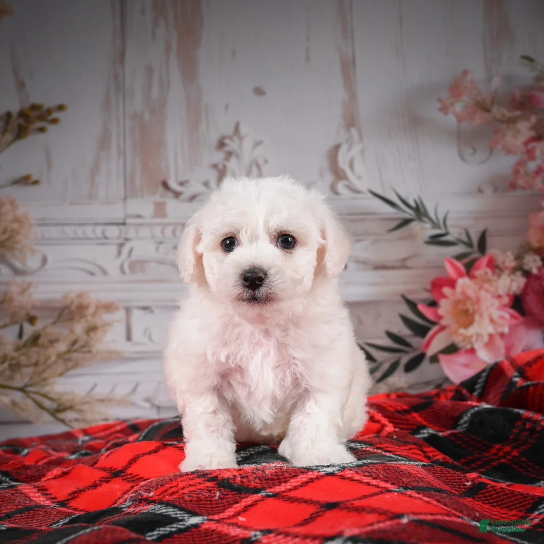 Bichon Frise dogs for sale: AKC-Maisy - Ad 5