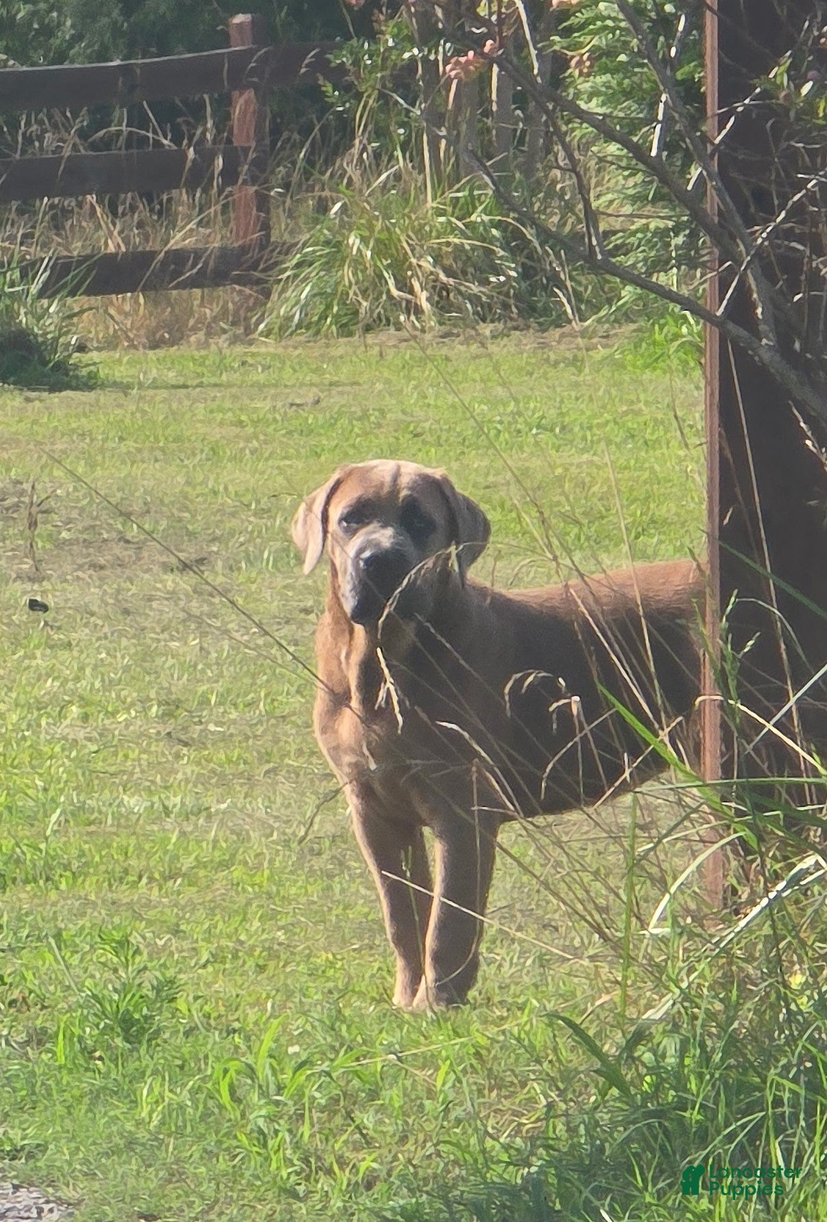 Cane Corso dogs Cane Corso 3 - Ad 1