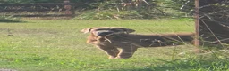 Cane Corso dogs for sale: Cane Corso 3 - Ad 1