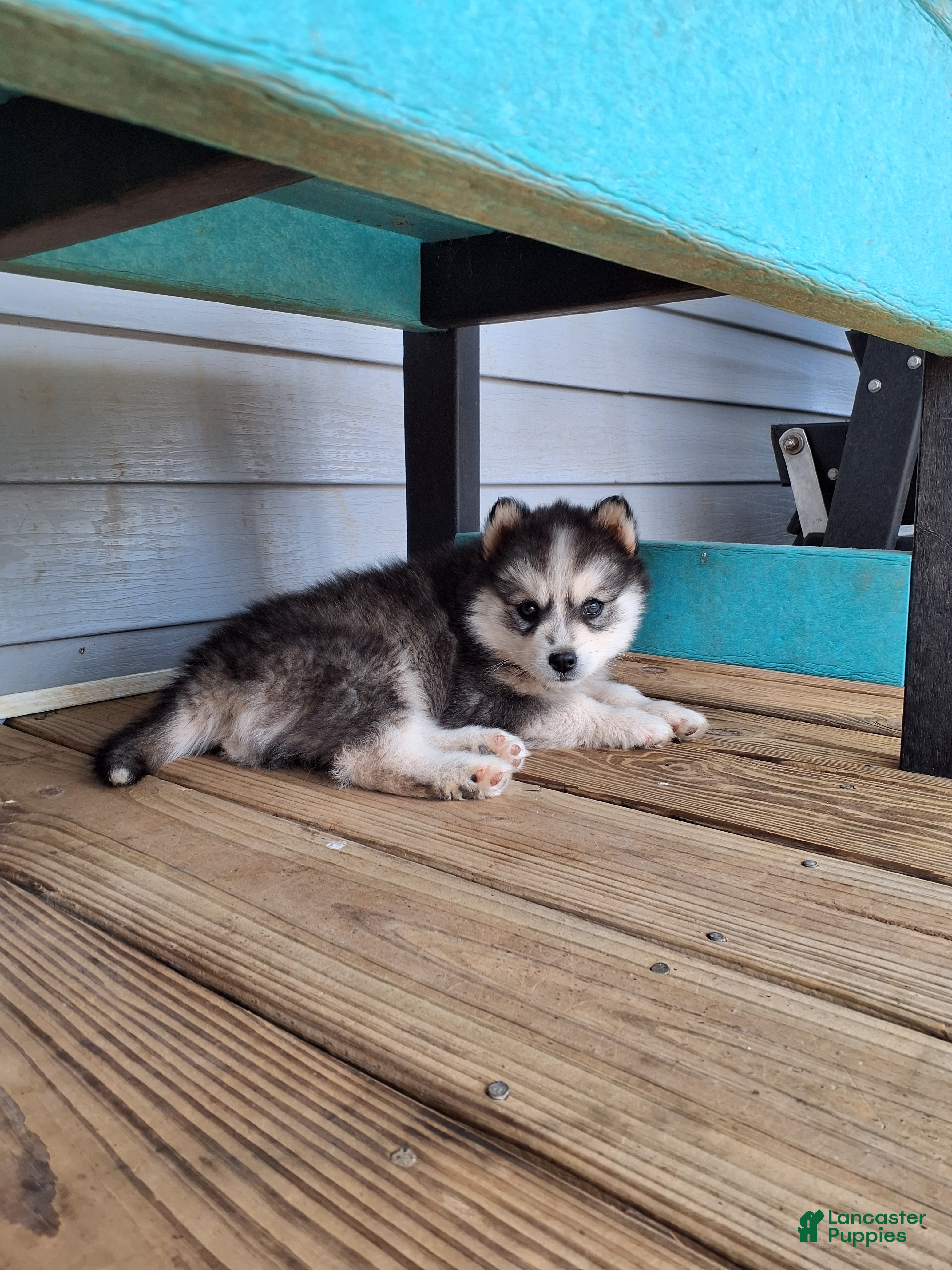 Pomsky dogs Daisy  - Ad 2