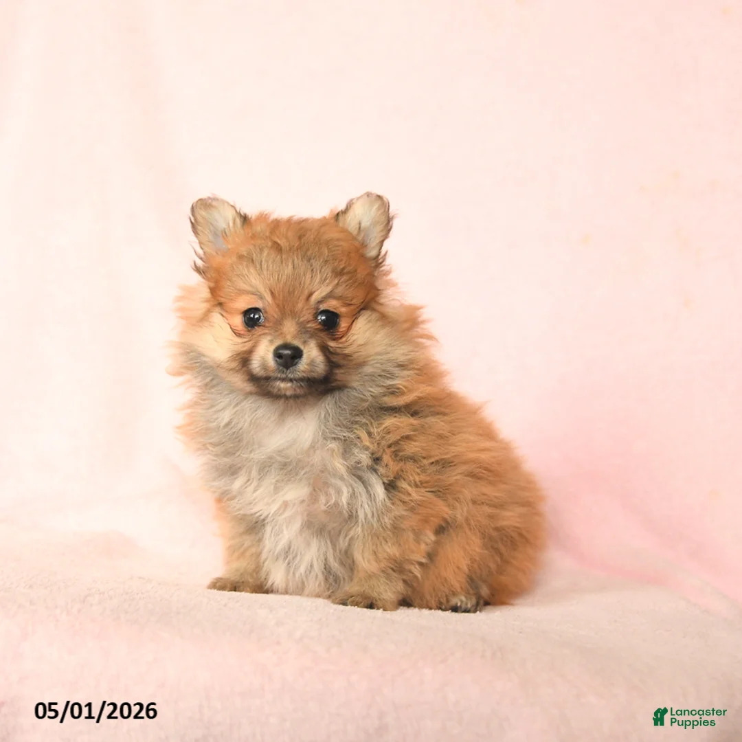 Pomeranian dogs for sale: Daisy - Ad 1