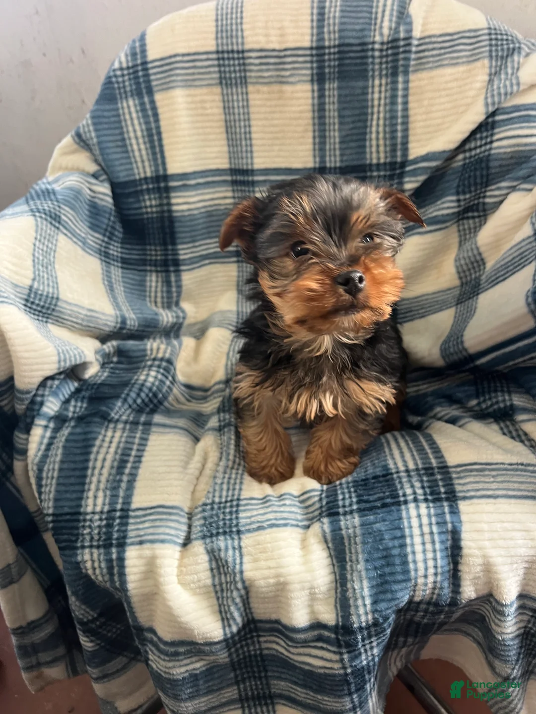 Yorkshire Terrier dogs for sale: Walter - Ad 7