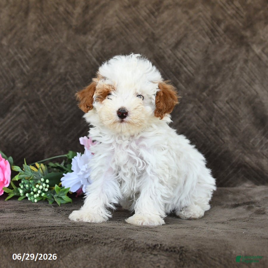 Toy Poodle dogs Sammy - Ad 1