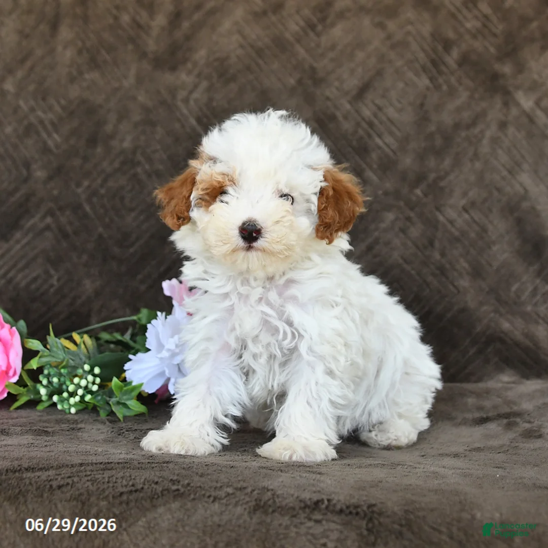 Toy Poodle dogs for sale: Sammy - Ad 1