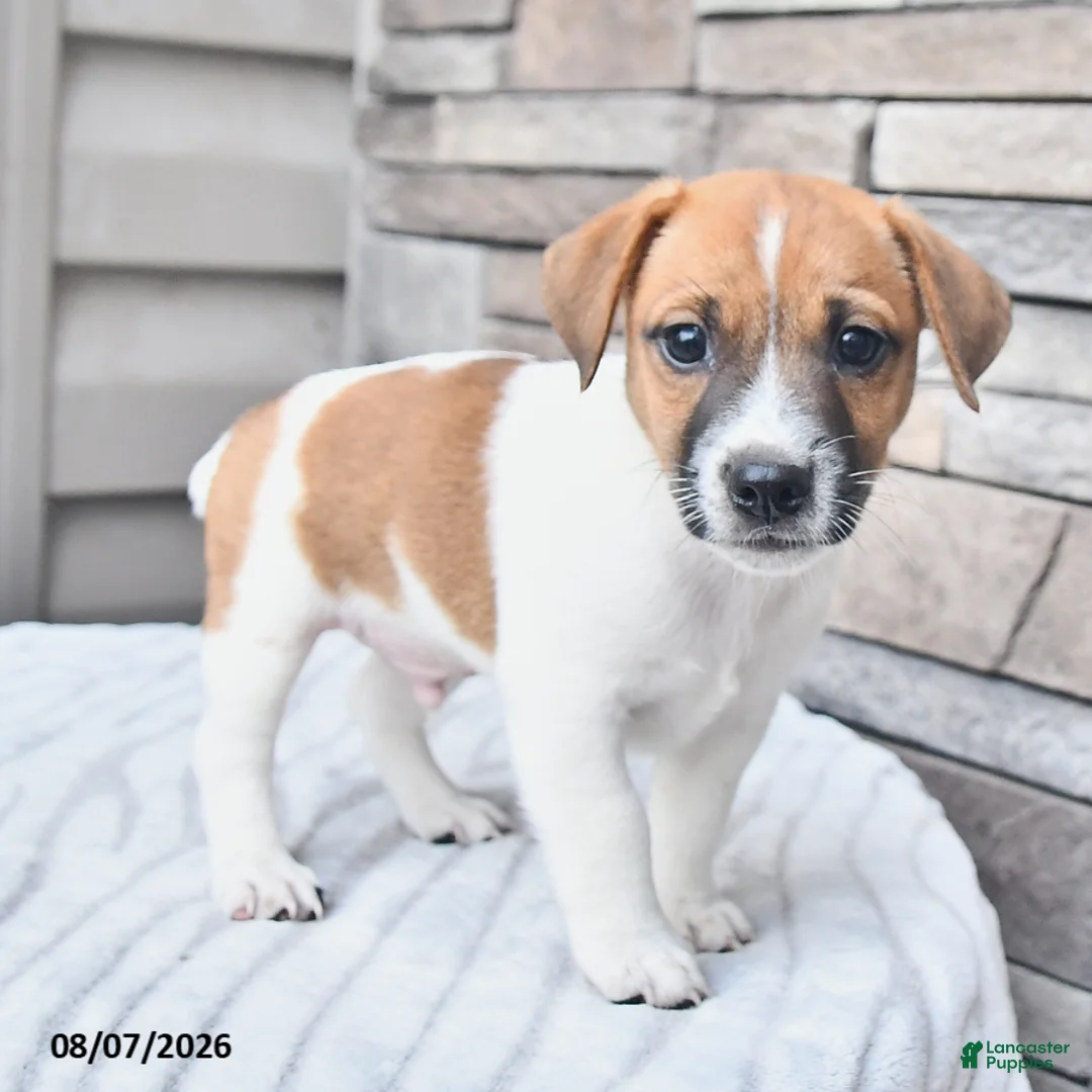 Jack Russell Terrier dogs for sale: Cookie - Ad 2