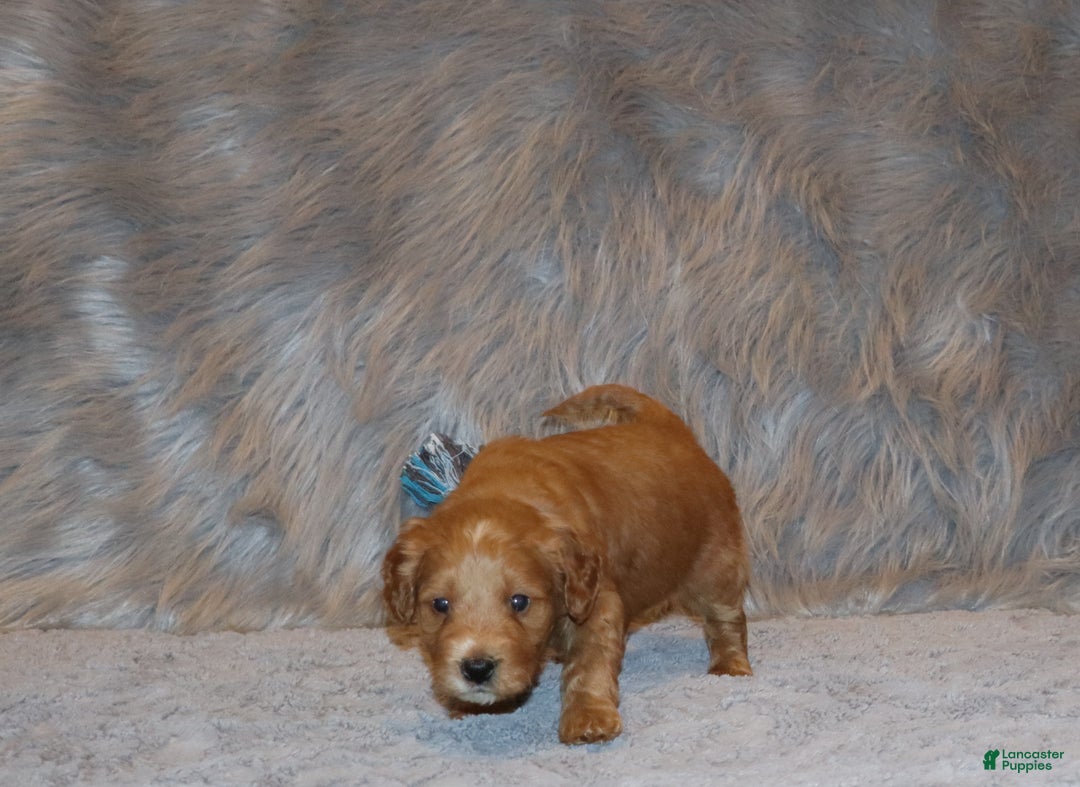 Mini Goldendoodle dogs for sale: Wyatt 💙👨‍👨‍👧‍👦💞🐕 - Ad 3