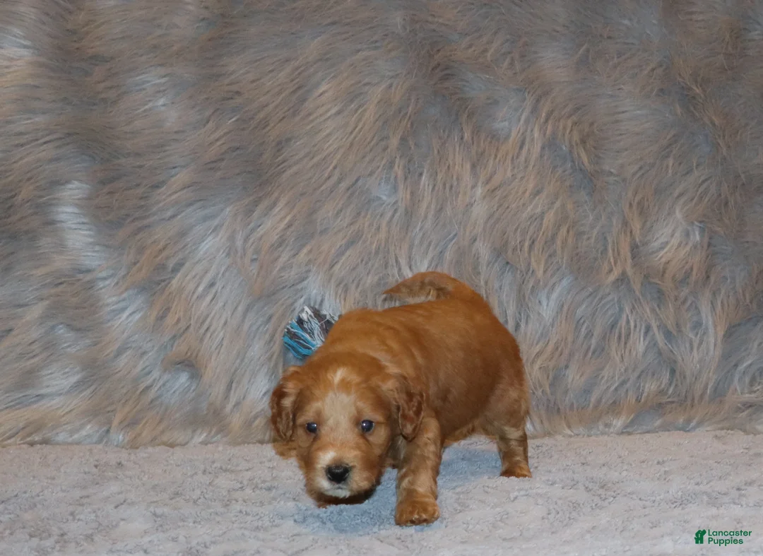 Mini Goldendoodle dogs for sale: Wyatt 💙 Genetic Clear Parents - Ad 7
