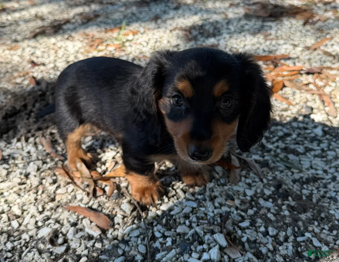 Miniature Dachshund dogs for sale: Oscar - Ad 3
