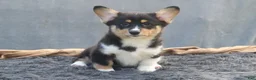 Welsh Corgi Pembroke dogs for sale: Lightning - Ad 5