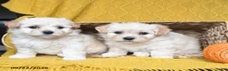 Havanese dogs for sale: Soraya - Ad 3