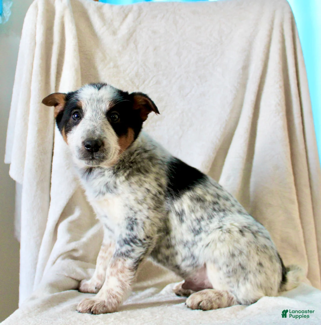 Australian Cattle Dog dogs for sale: Rusty - Ad 6