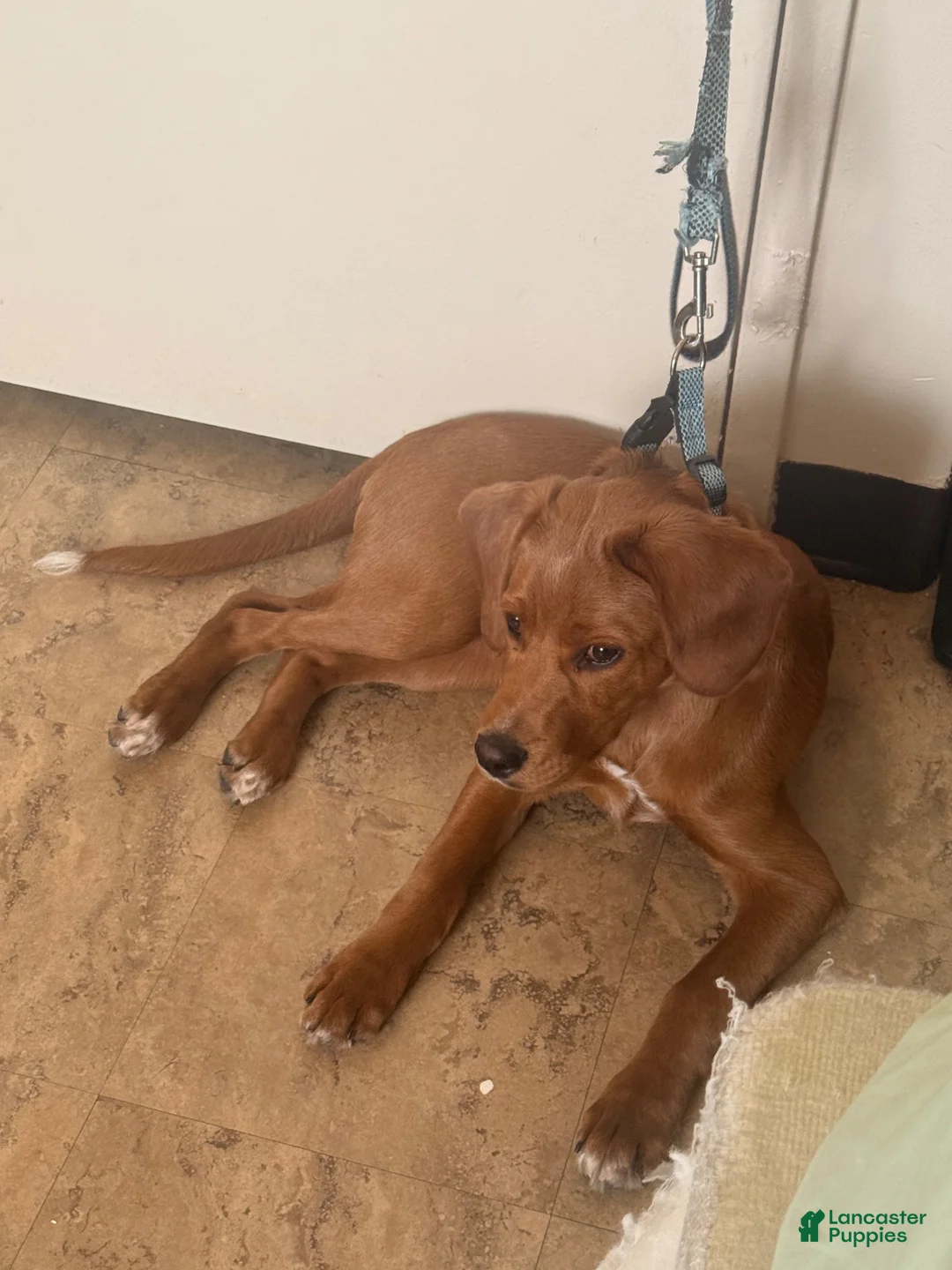 Mixed Breed dogs for sale: Barney  - Ad 2